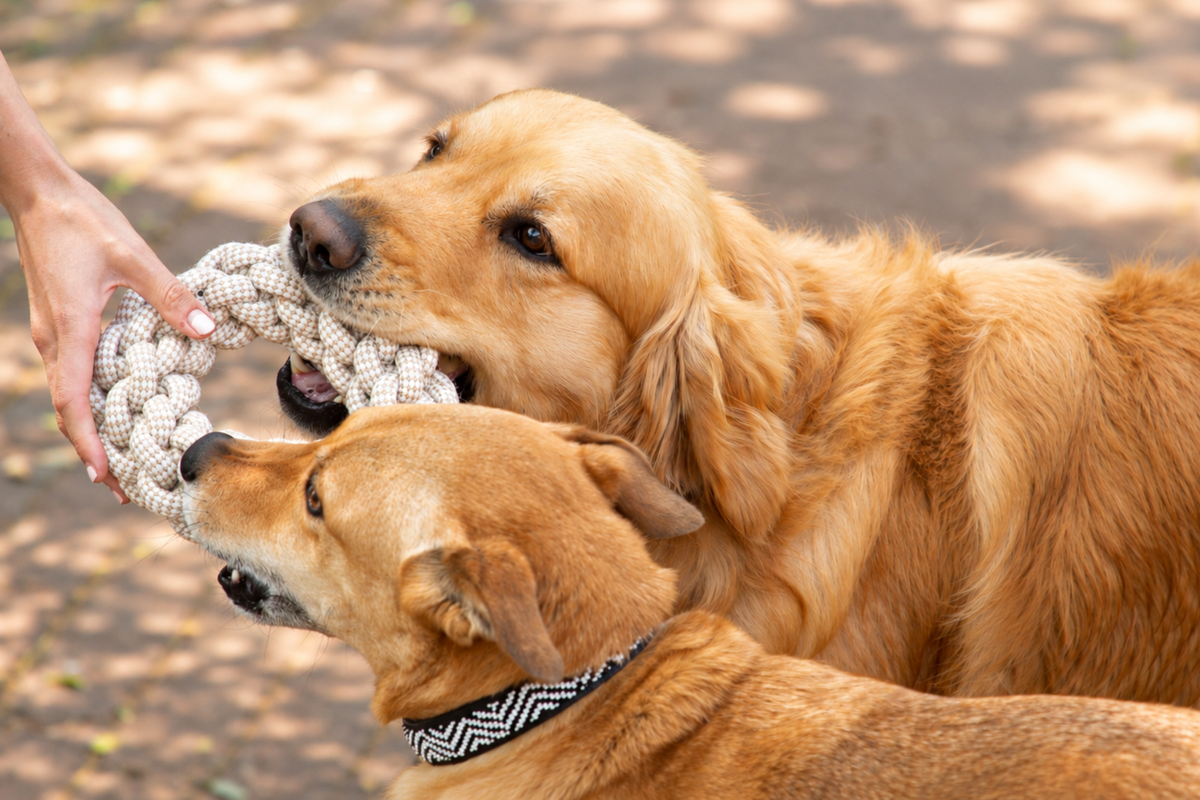 Natural Cotton & Jute Toys