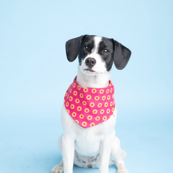 Bandana in Pinkem Shweshwe