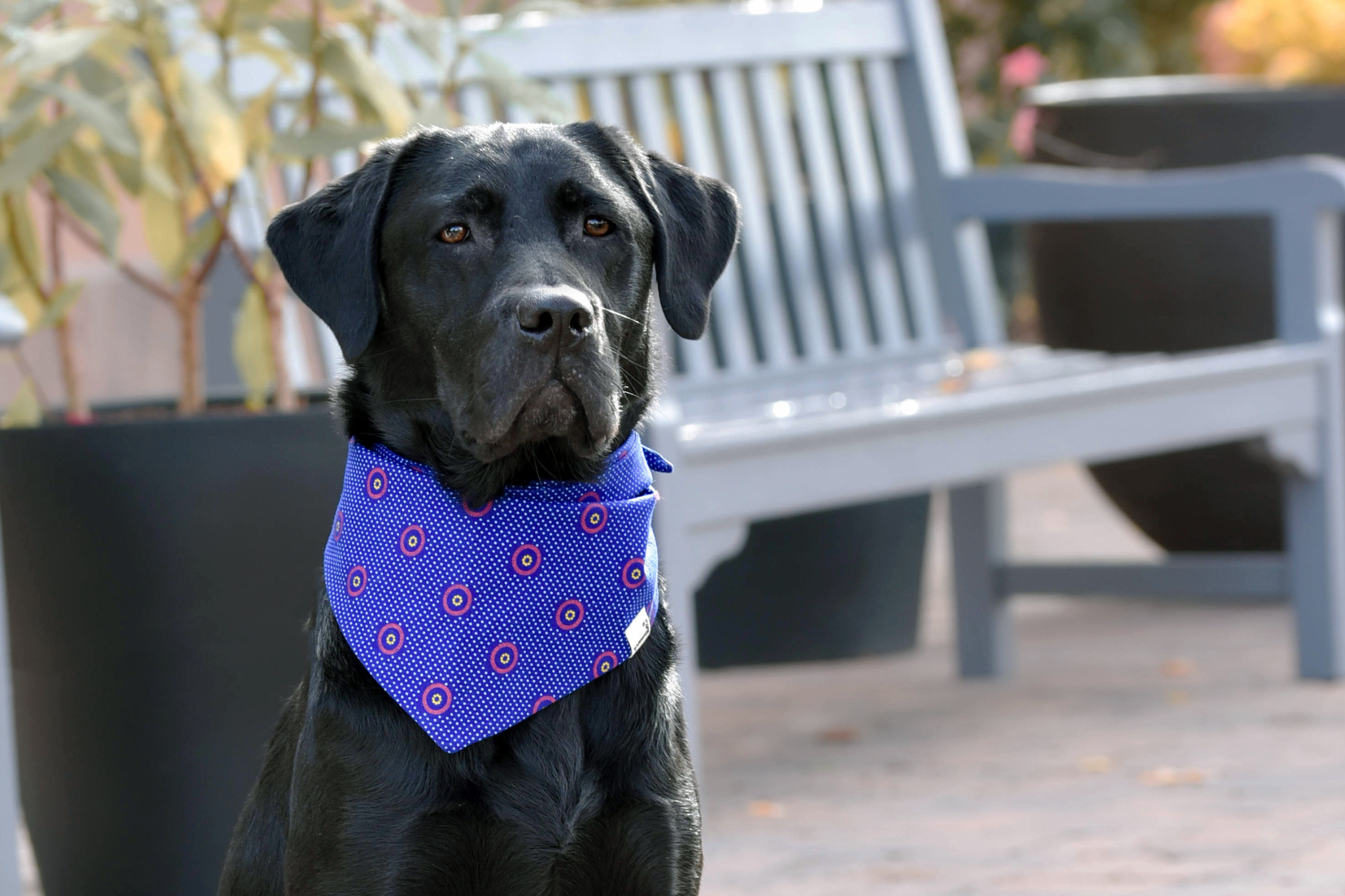 Bandana & Scrunchie Set in Dunkelblau