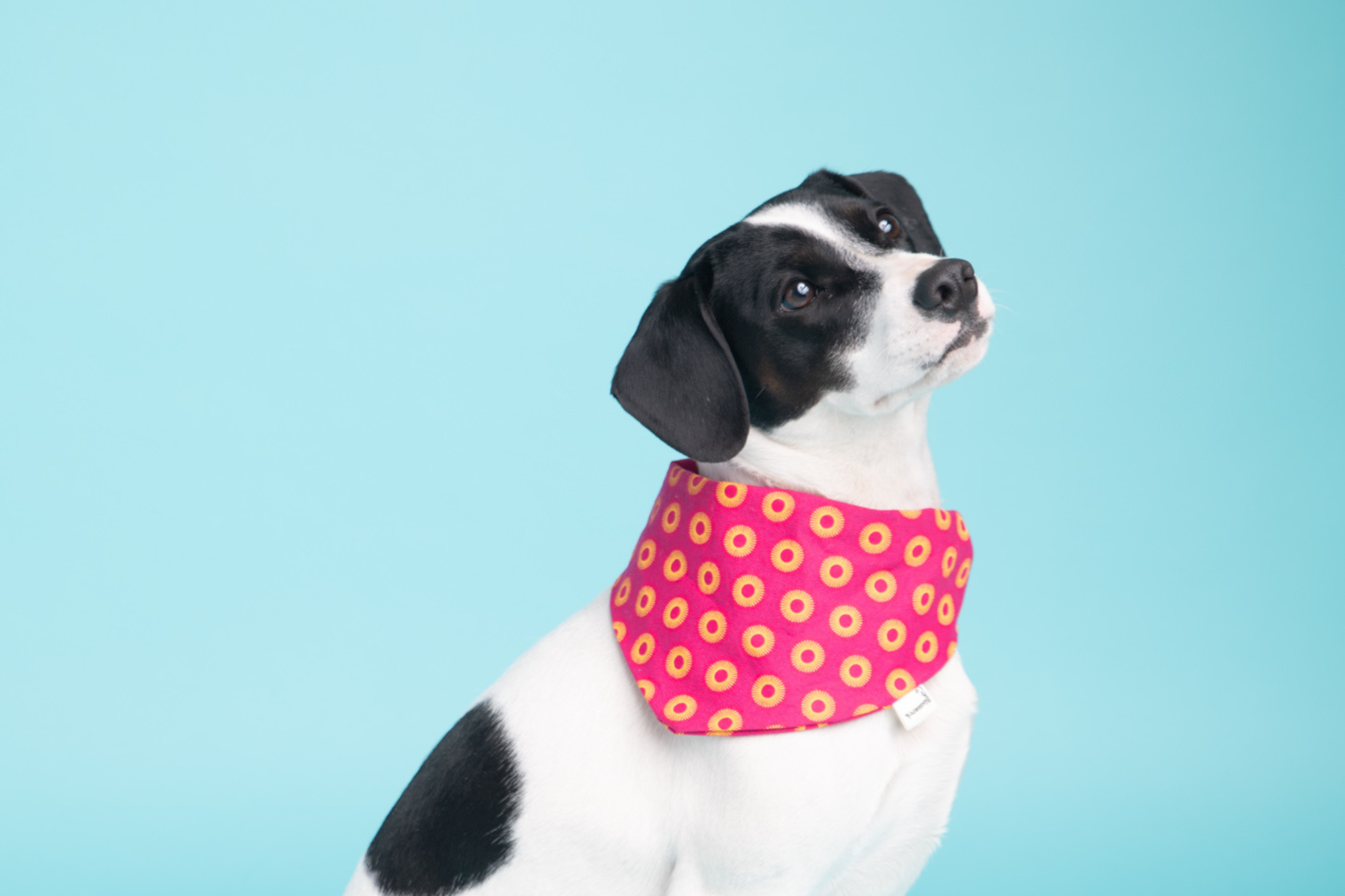 Bandana in Pinkem Shweshwe