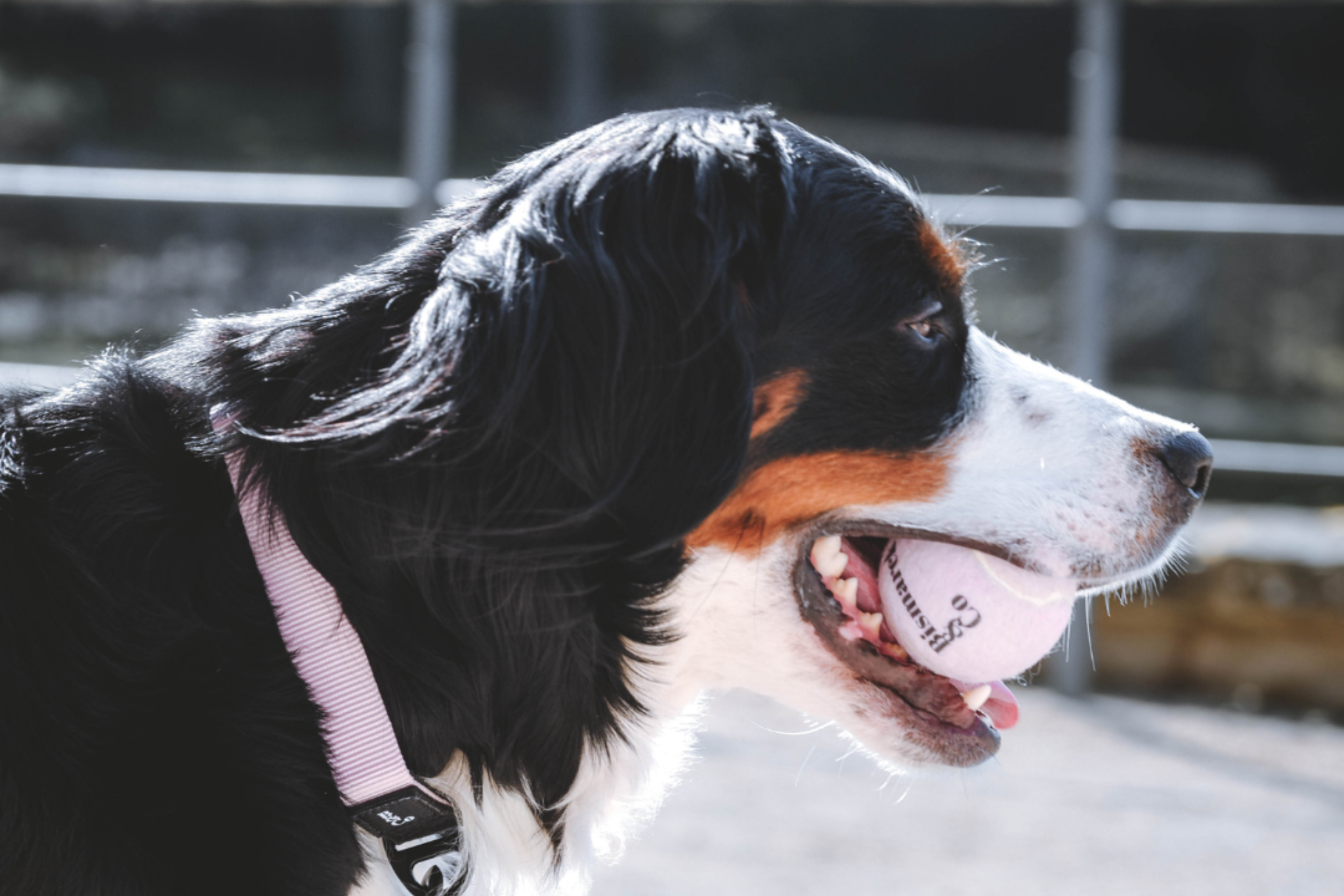 Tennisbälle für Hunde | 3er Set