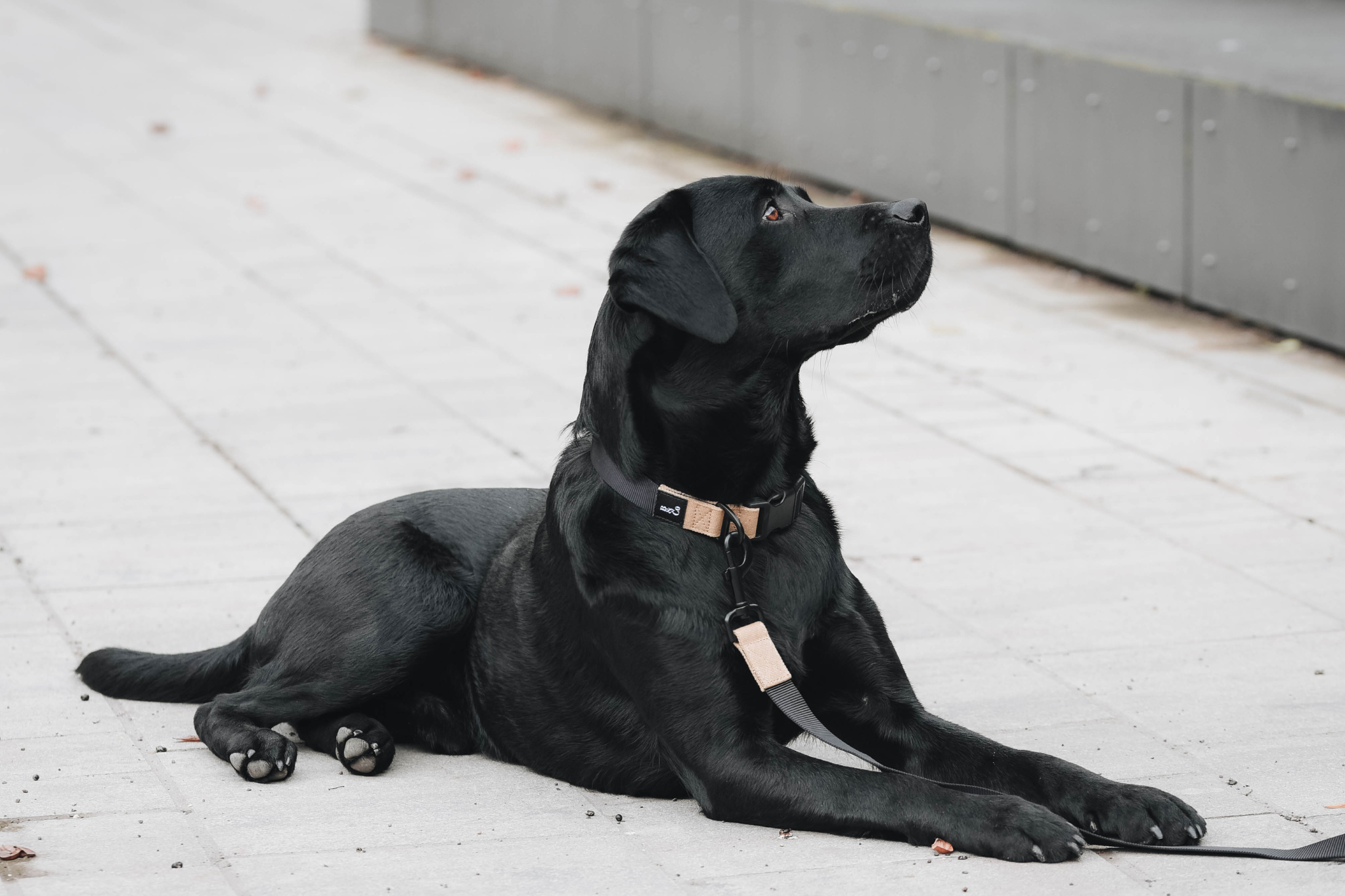 Streetstyle Halsband in Biscotti & Schwarz