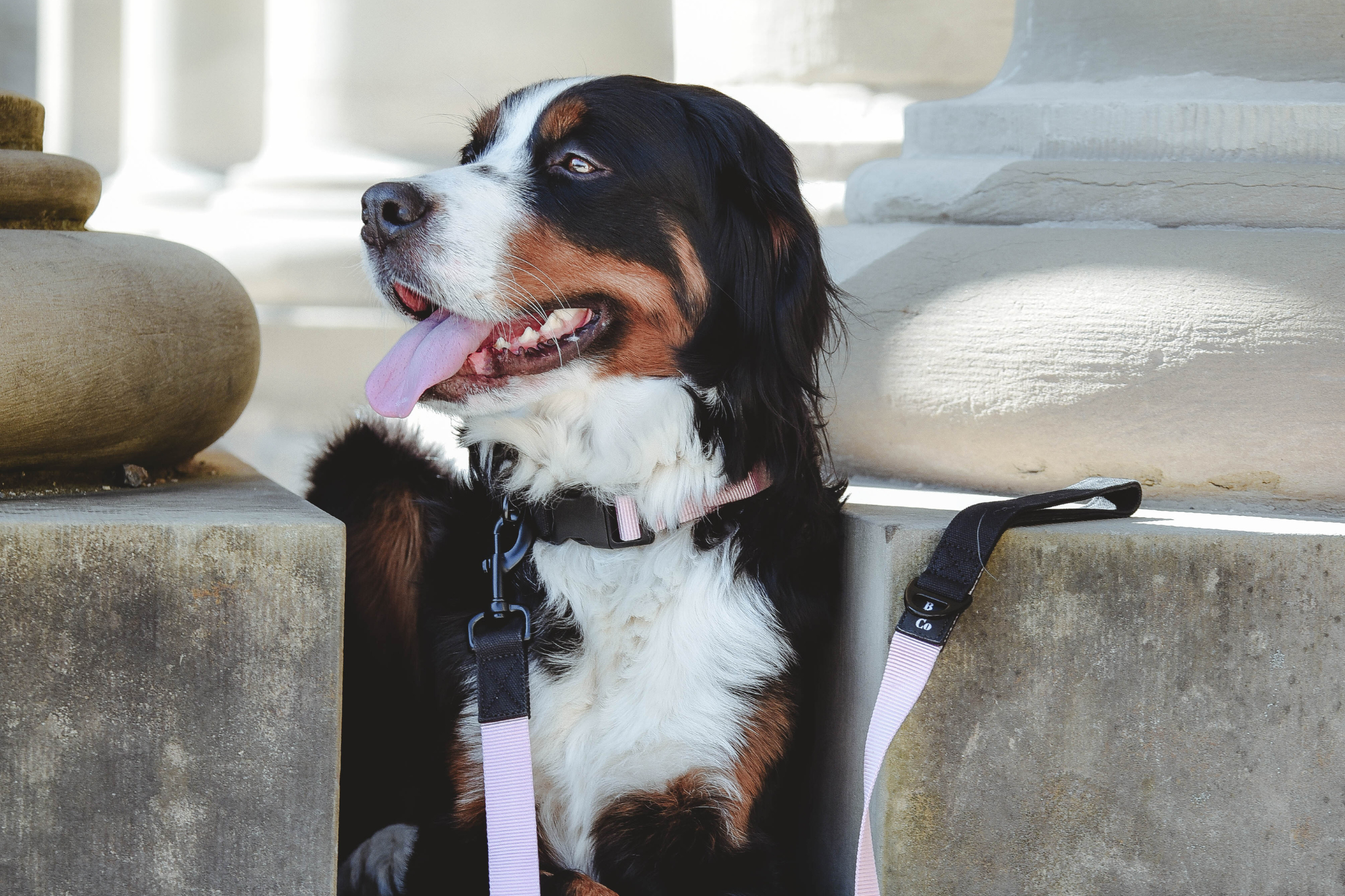 Streetstyle Halsband in Rosa & Schwarz