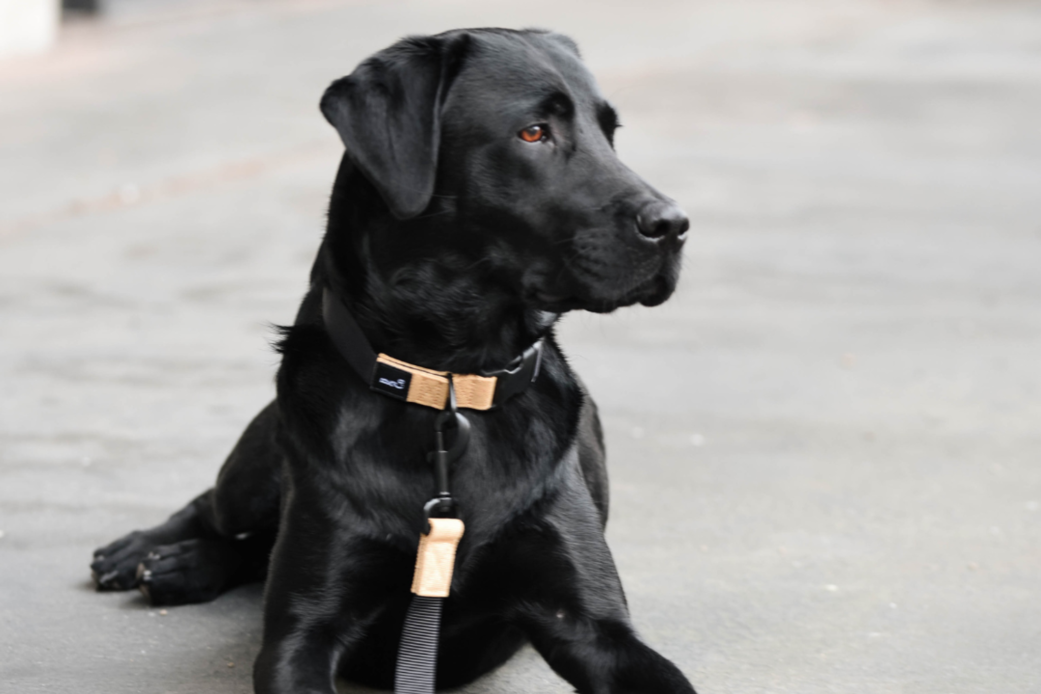 Streetstyle Halsband in Biscotti & Schwarz