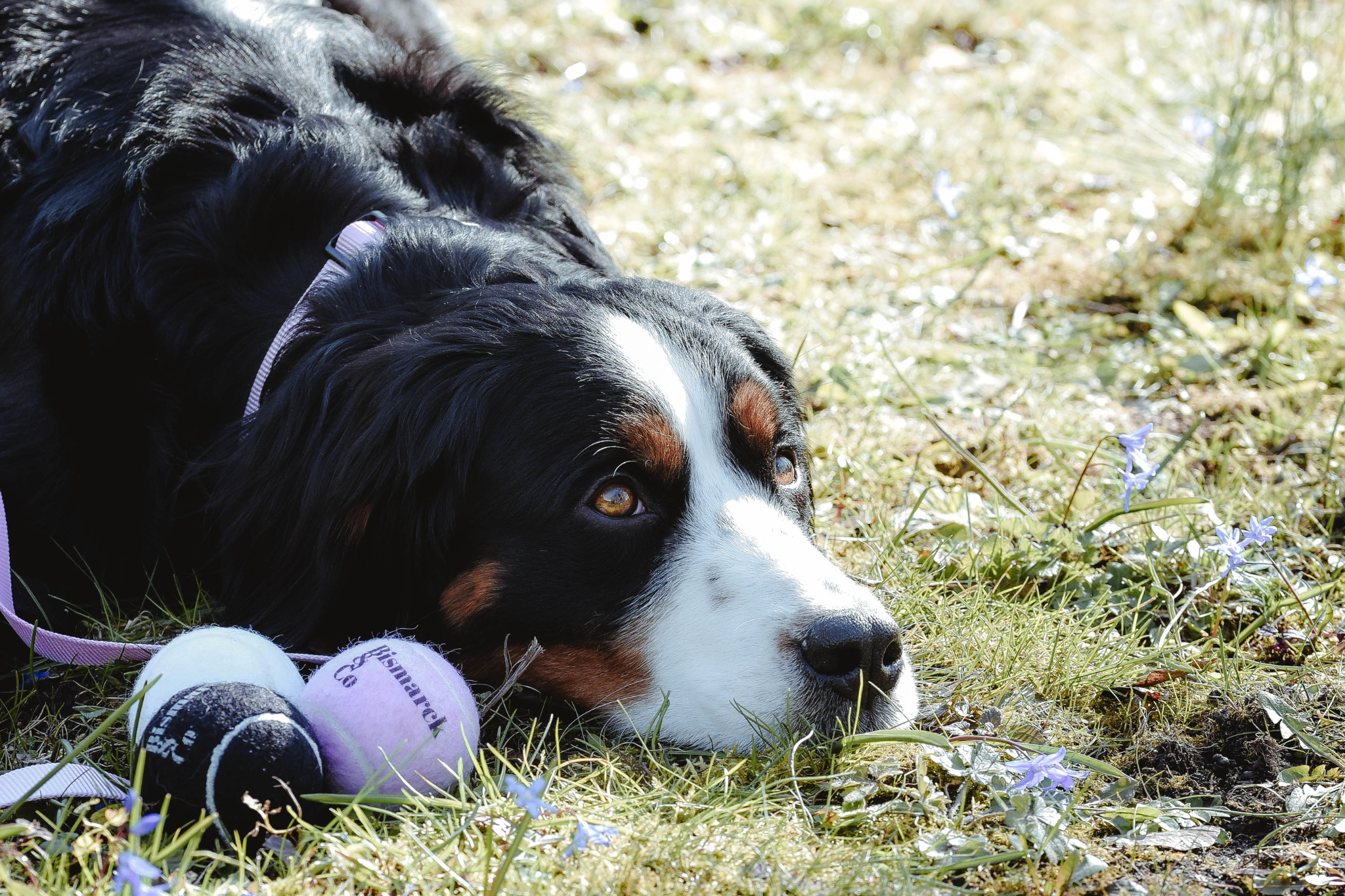 Tennisbälle für Hunde | 3er Set
