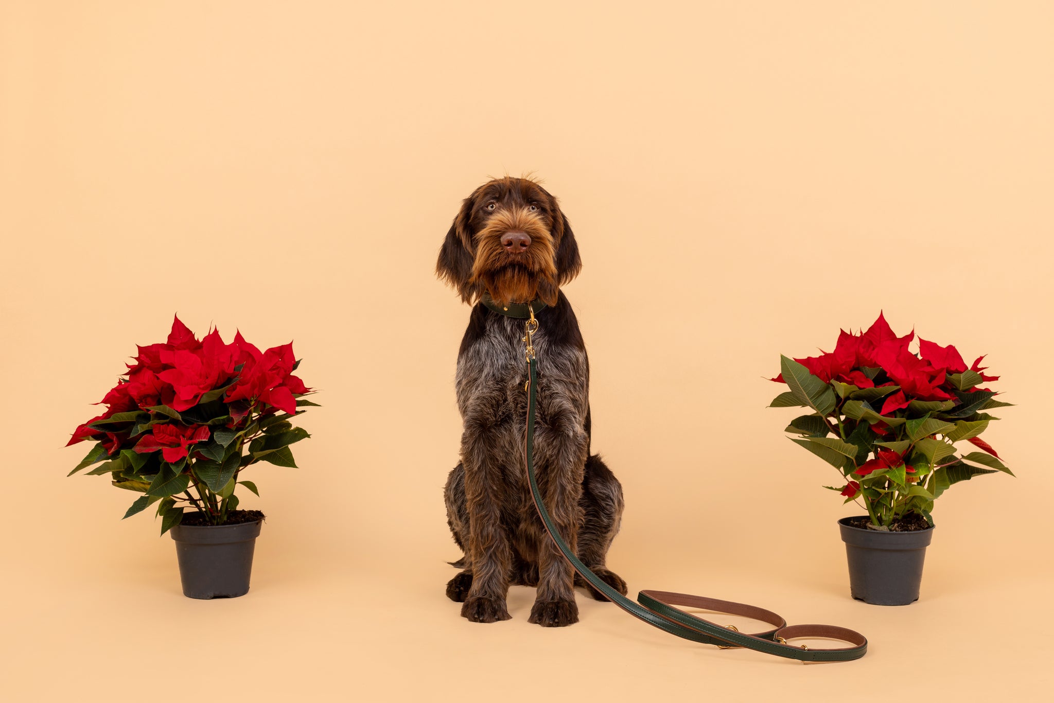Apple Leather Leash in Winter Green
