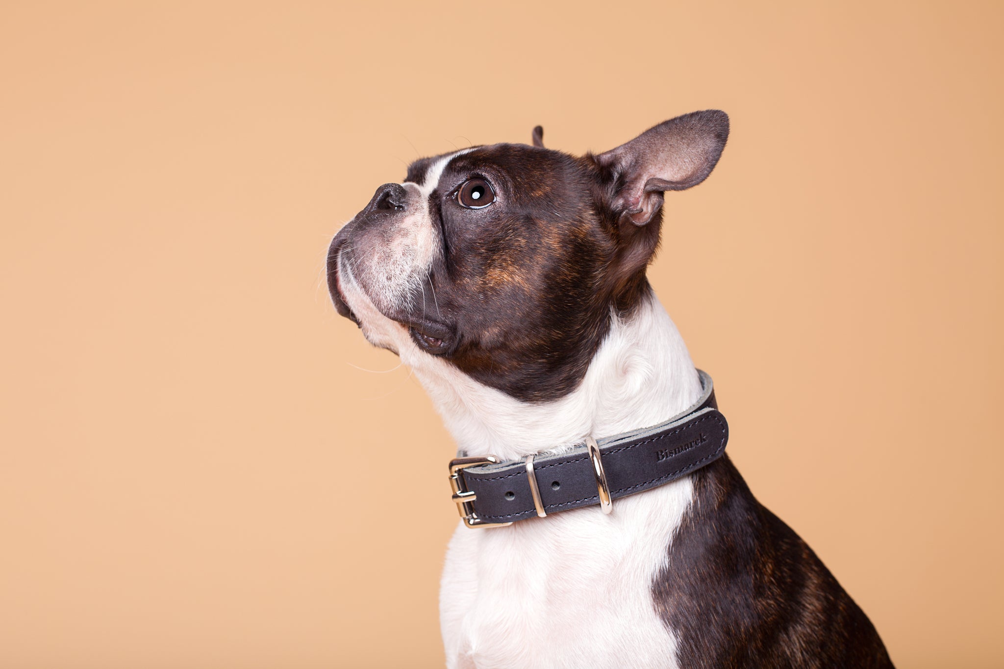 Klassisches Halsband aus Leder in Schwarz