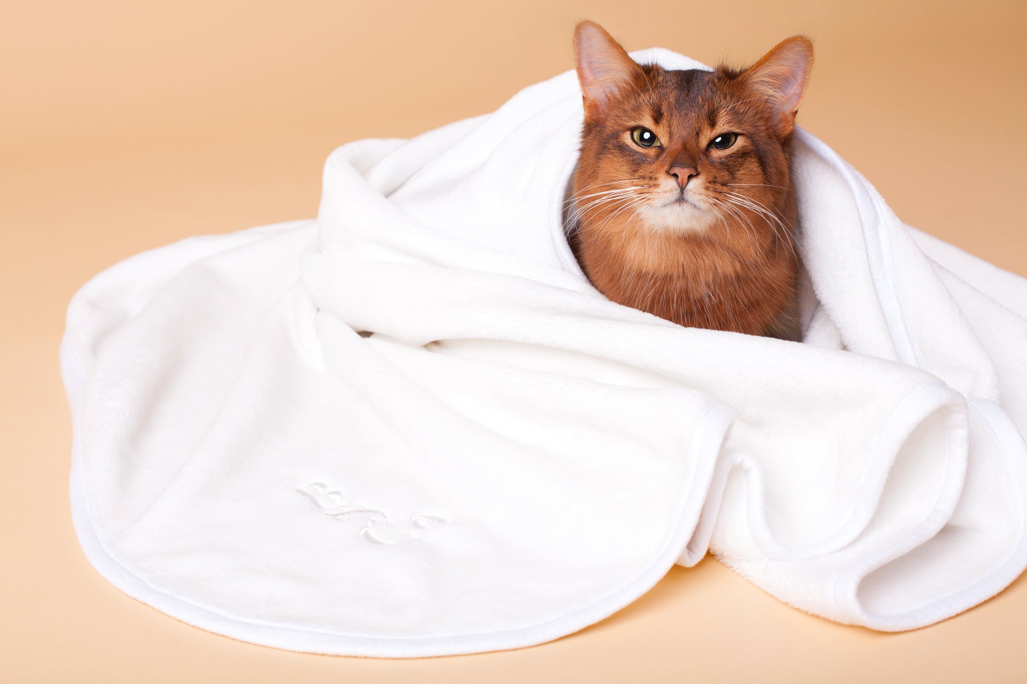 Soft Fleece Blanket in Cream