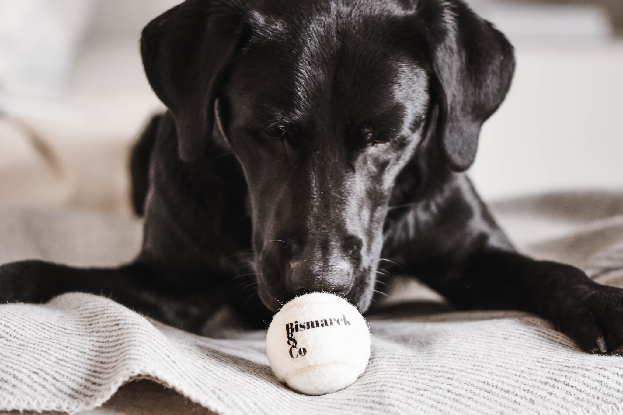 Tennisbälle für Hunde | 3er Set