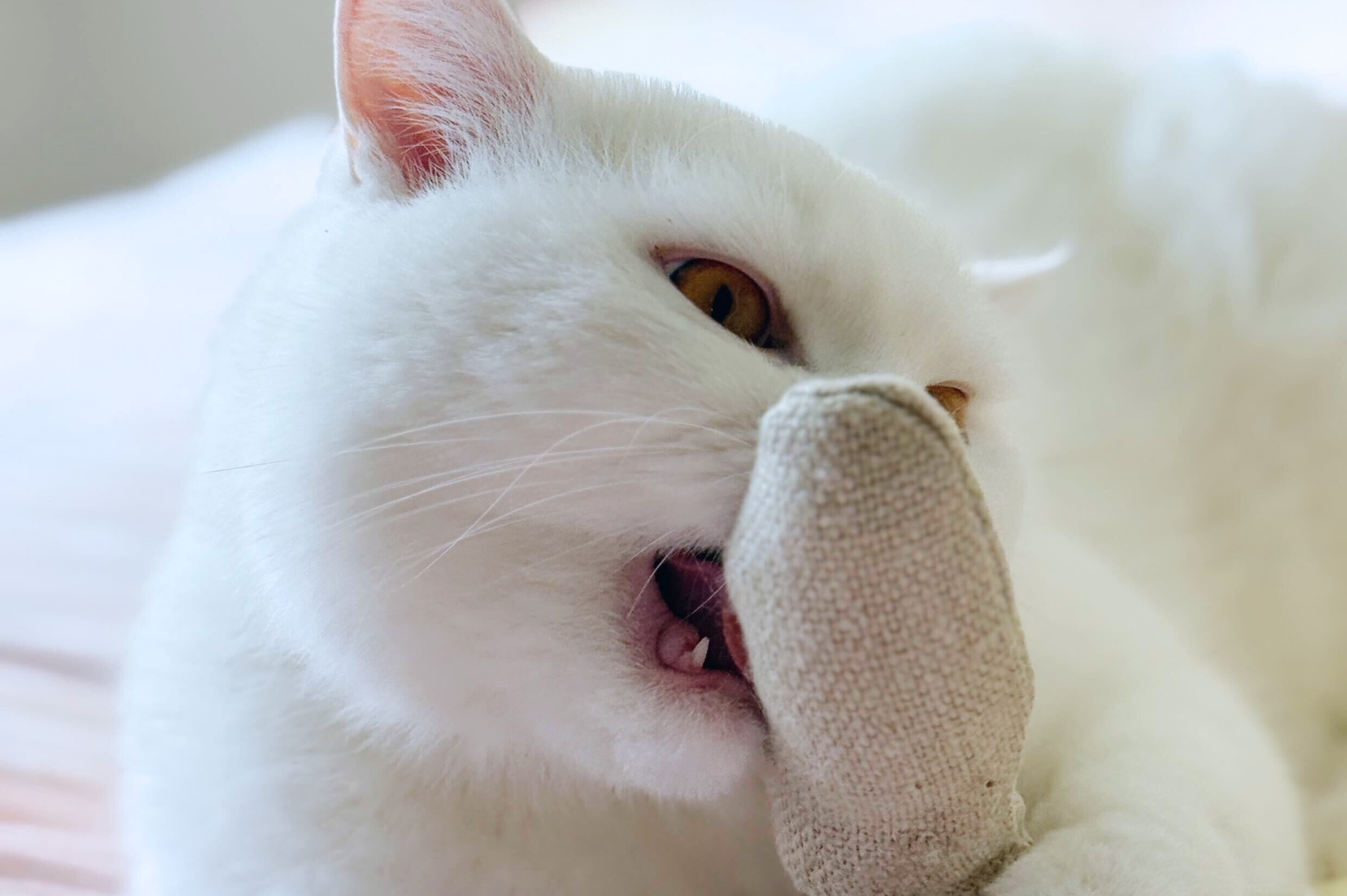 Fish Bone Catnip Toys | Set of 2