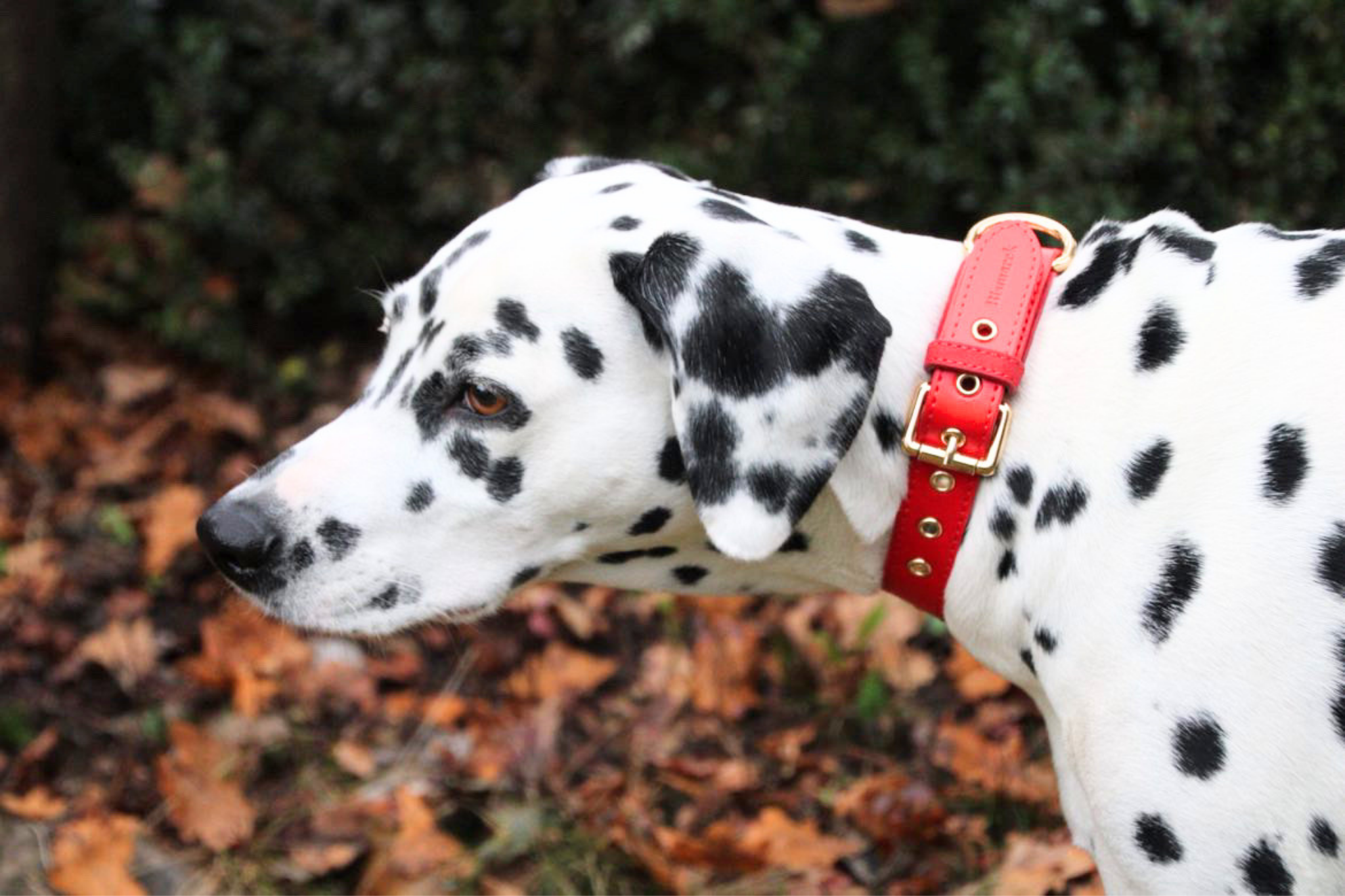 Halsband aus Apfelleder in Festlichem Rot
