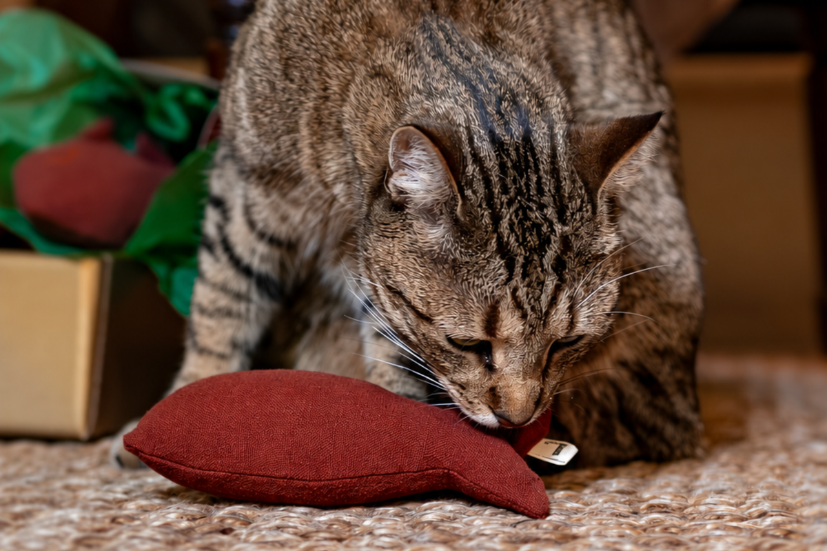 Weihnachtskarpfen Spielzeug mit Katzenminze