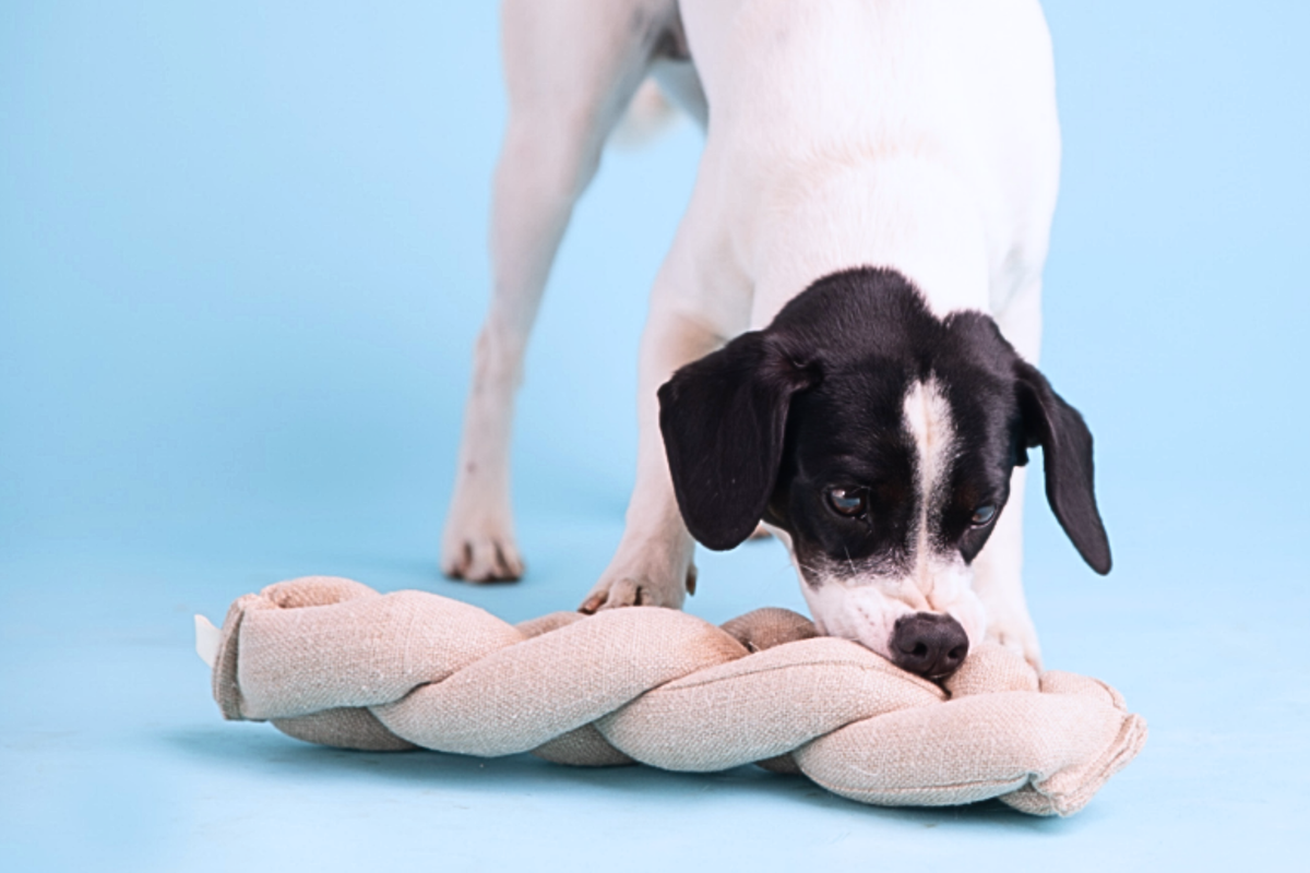 Snuffle Toy | Koeksister